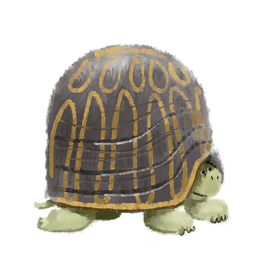 Turtle